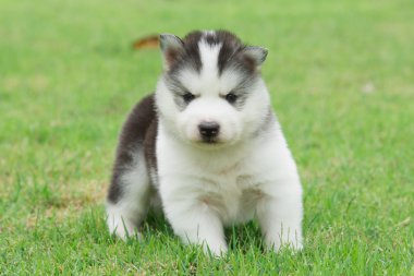 Şirin Sibirya husky köpek yürüyüş