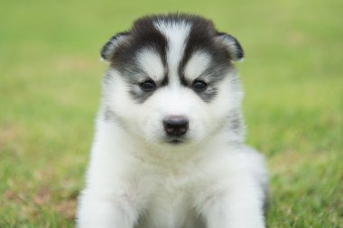 Sibirya Husky yavrusu yakın çekim