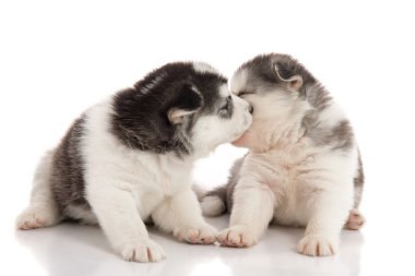 Beyaz arka plan üzerinde öpüşme iki Sibirya husky yavruları