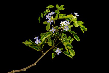 Küçük mavi çiçek kapatın ve üzerinde siyah adam yeşil yaprakları