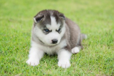 Mavi gözlü Sibirya husky köpek yavrusu oturma ve seyir