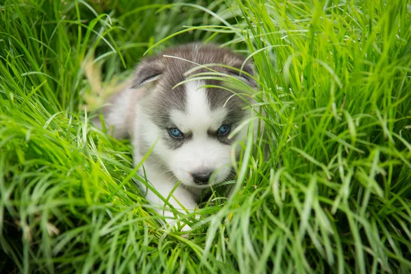 Niebieskie oczy siberian husky szczeniaka siedząc i patrząc — Zdjęcie stockowe