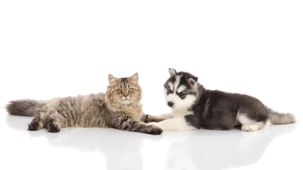 Chat et chien couchés ensemble sur un fond blanc — Photo