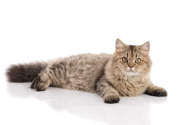 Tabby cat lies on white background — Stock Photo, Image