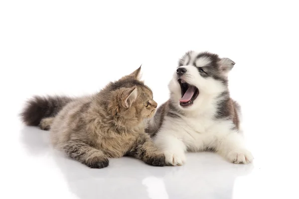 Chat et chien couchés ensemble sur un fond blanc — Photo