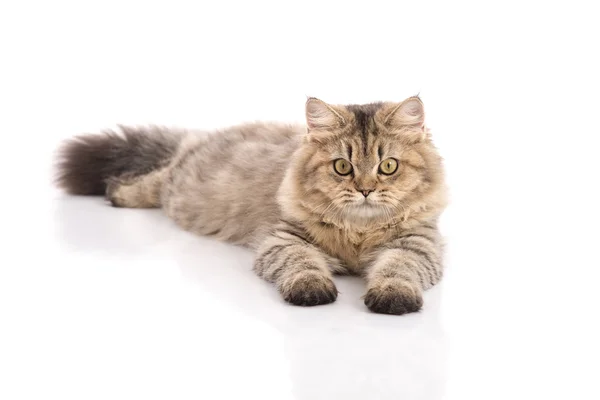 Tabby cat lies on white background — Stock Photo, Image