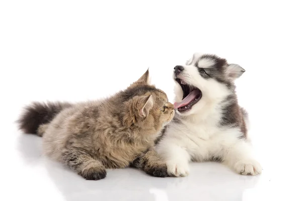 Katze und Hund zusammen auf weißem Hintergrund liegend — Stockfoto
