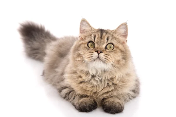 Tabby cat lies on white background — Stock Photo, Image