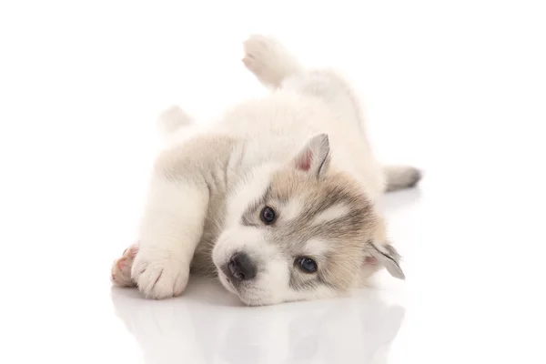 Lindo cachorro husky siberiano acostado sobre fondo blanco — Foto de Stock