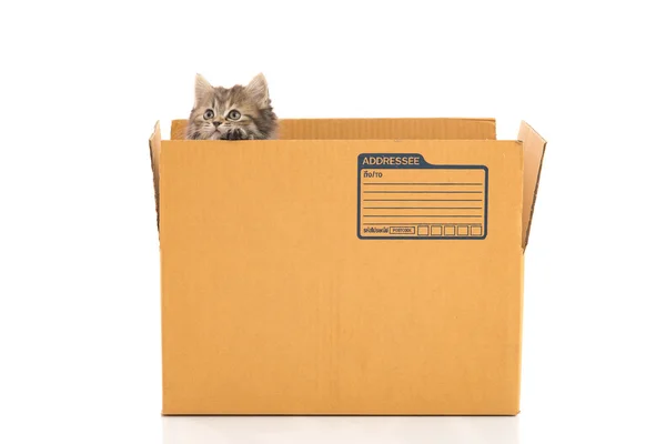 Roztomilý tříbarevné kotě v krabici — Stock fotografie
