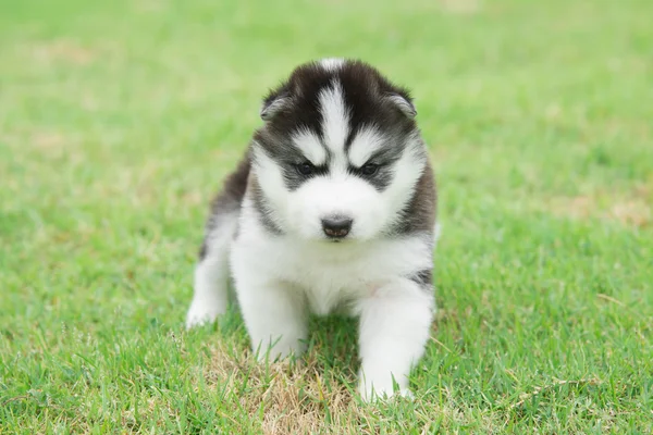 Söta siberian husky valp promenader — Stockfoto