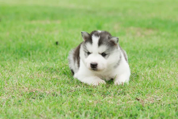 Ładny siberian husky szczeniaka leżącego i patrząc — Zdjęcie stockowe