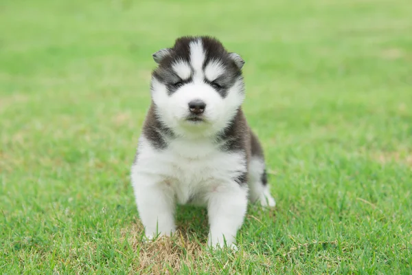 น่ารัก ไซบีเรีย husky ลูกสุนัขเดิน — ภาพถ่ายสต็อก