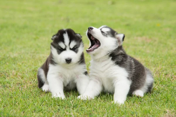 Due carino poco siberian husky cuccioli seduta — Foto Stock