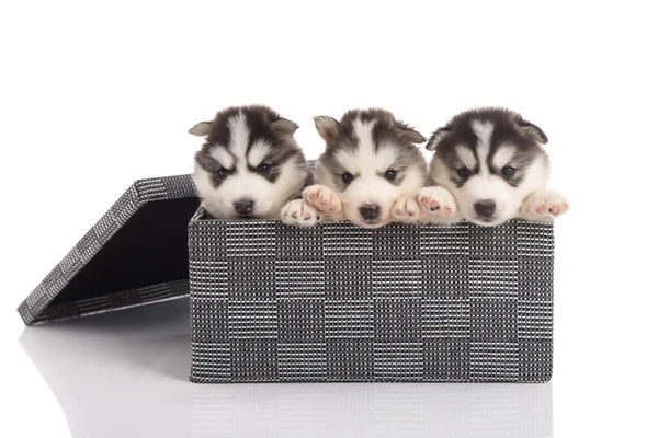 Três siberianos husky em caixa de armazenamento — Fotografia de Stock