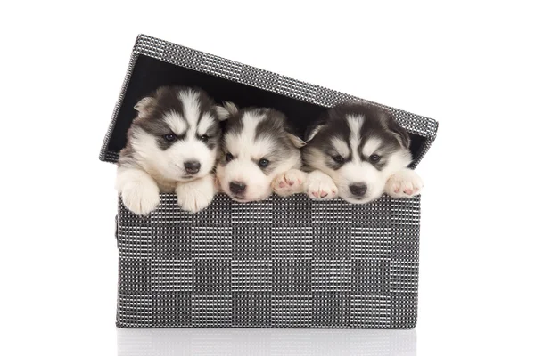 Τρεις Σιβηρία σκύλος χάσκεϋ στο κουτί αποθήκευσης — Φωτογραφία Αρχείου