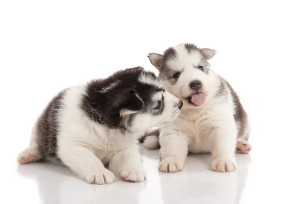 Two siberian husky puppies kissing on white background — Stock Photo, Image