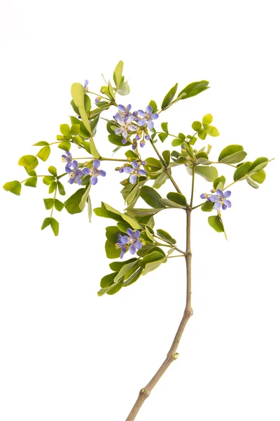 Stäng upp små blå blommor och gröna blad på vit bak — Stockfoto