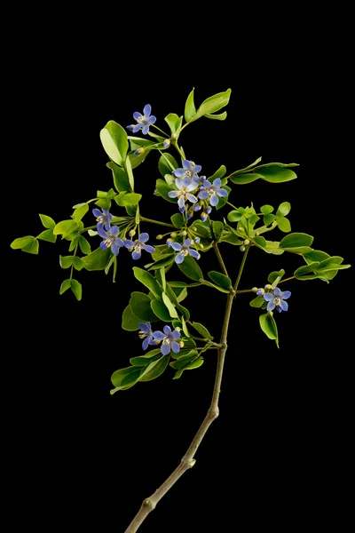 Stäng upp små blå blommor och gröna blad på svart bak — Stockfoto