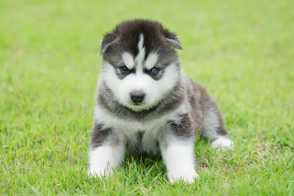 ตาสีน้ําเงิน ลูกสุนัขไซบีเรีย husky นั่งและมอง — ภาพถ่ายสต็อก