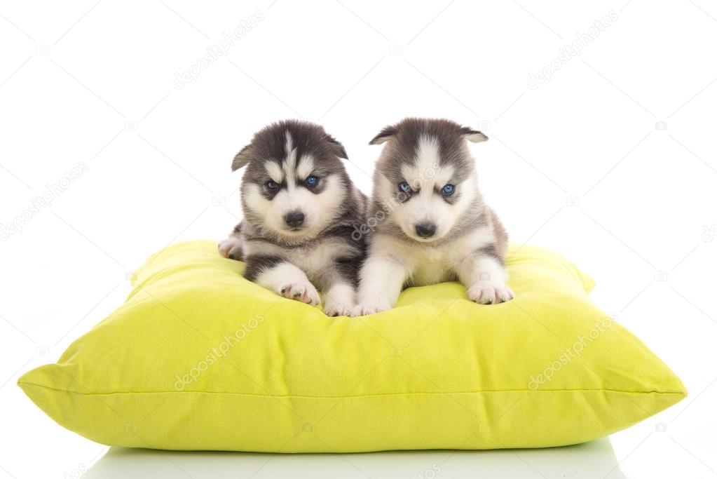 Cute two puppies siberian lying on green pillow