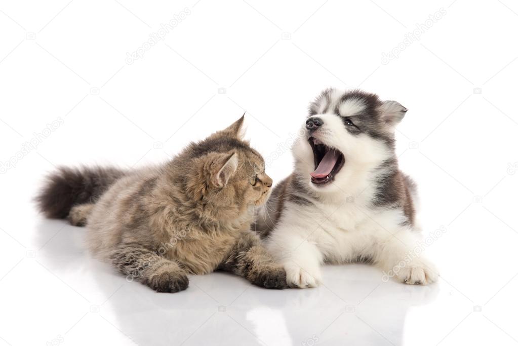Cat and dog together lying on a white background