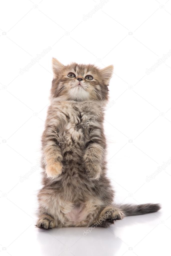 Cute tabby kitten standing with hind legs and licking lips