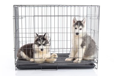 Beyaz arka plan, isol kafeste şirin Sibirya husky yavruları