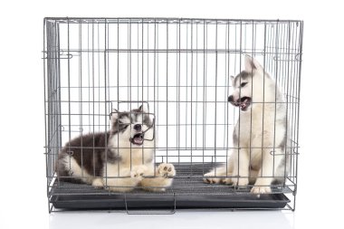 Beyaz arka plan, isol kafeste şirin Sibirya husky yavruları