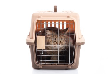 Beyaz arka plan üzerinde izole kedi ponibcctyc vk evde beslenen hayvan taşıyıcı