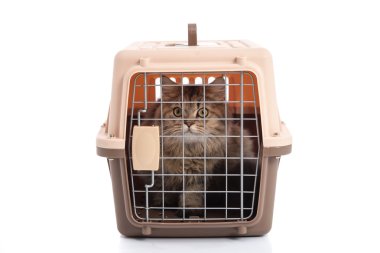 Beyaz arka plan üzerinde izole kedi ponibcctyc vk evde beslenen hayvan taşıyıcı