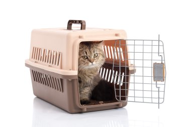 Beyaz arka plan üzerinde izole kedi ponibcctyc vk evde beslenen hayvan taşıyıcı