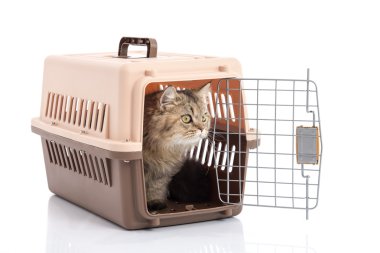 Beyaz arka plan üzerinde izole kedi ponibcctyc vk evde beslenen hayvan taşıyıcı