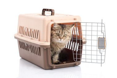Beyaz arka plan üzerinde izole kedi ponibcctyc vk evde beslenen hayvan taşıyıcı