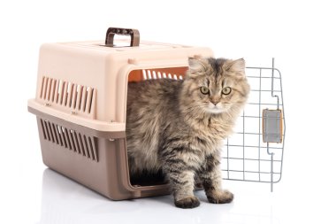 Beyaz arka plan üzerinde izole kedi ponibcctyc vk evde beslenen hayvan taşıyıcı