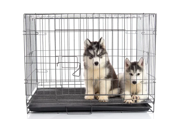 Niedlichen sibirischen Husky-Welpen im Käfig auf weißem Hintergrund, isol — Stockfoto
