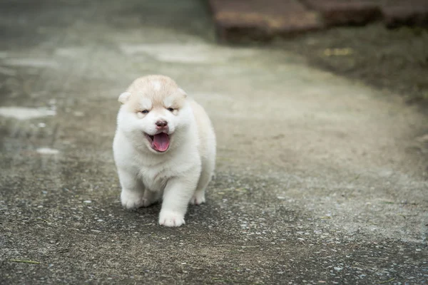 Niedlicher sibirischer Husky-Welpe sitzt auf Betonboden — Stockfoto