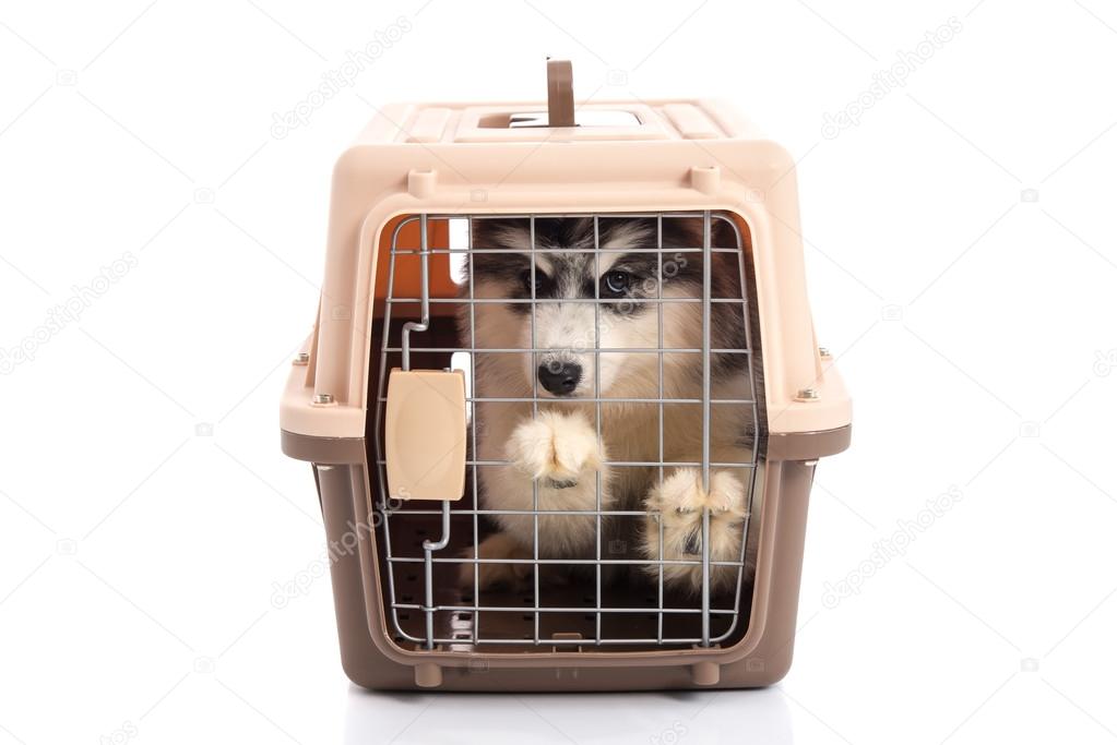 Cute siberian husky puppy in travel box on white background