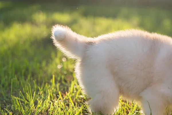 Staart van Siberische husky pup — Stockfoto