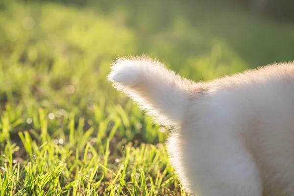 Хвост сибирского щенка — стоковое фото
