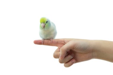 Beyaz arka planda izole edilmiş bir insan parmağında oturan esir bir Forpus Parrotlet.