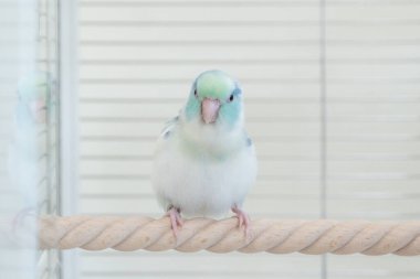 Bir El-Evcilleştirilmiş Forpus Parrotlet Bir Tutsak Koruması içinde Bir Işık-Tonlu Tahta Tünek üzerine tünemiş