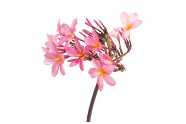 izole beyaz arka plan üzerinde pembe plumeria