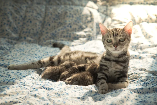 Niedliche amerikanische Kurzhaarkatze füttert ihre Kätzchen — Stockfoto