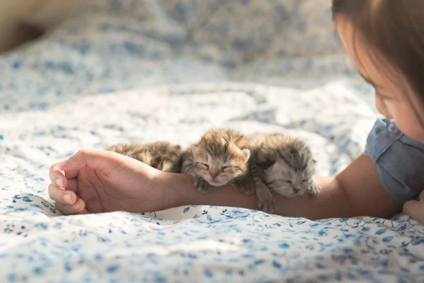 Recién nacido americano taquigrafía gatito durmiendo — Foto de Stock