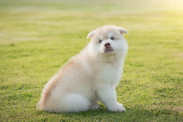 Lindo siberiano husky cachorro sentado —  Fotos de Stock