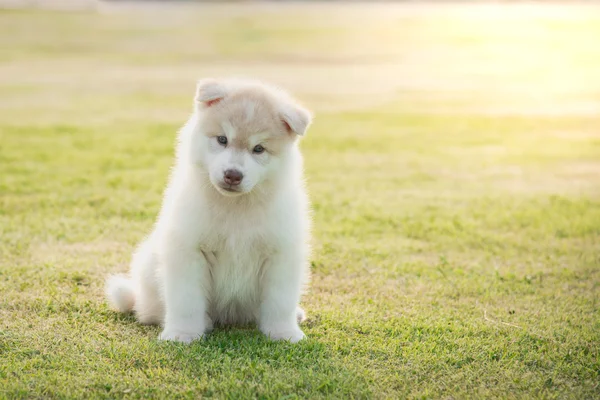 Oturma sevimli Sibirya husky yavrusu — Stok fotoğraf