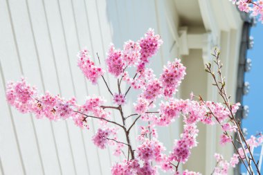 Sakura Çiçeği veya Kiraz Çiçeği