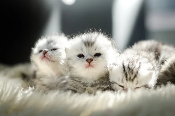 Gatito recién nacido mintiendo — Foto de Stock