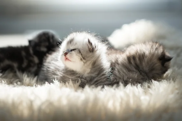 Новорожденный котенок лежит — стоковое фото